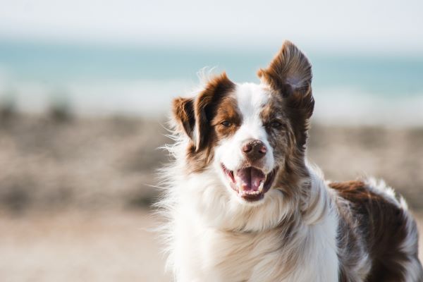 Jak zrozumieć język psa? – Psi Behawiorysta Gdańsk pomaga